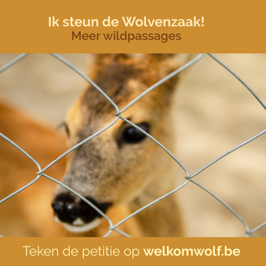 Gift Wolvenzaak - Afbeelding 9