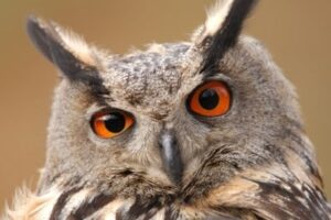 Oehoe - foto: Rollin Verlinde